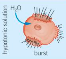<p>If a solution is hypotonic to the cell, the concentration of solutes in the solution outside the cell is lower than the internal concentration.</p>