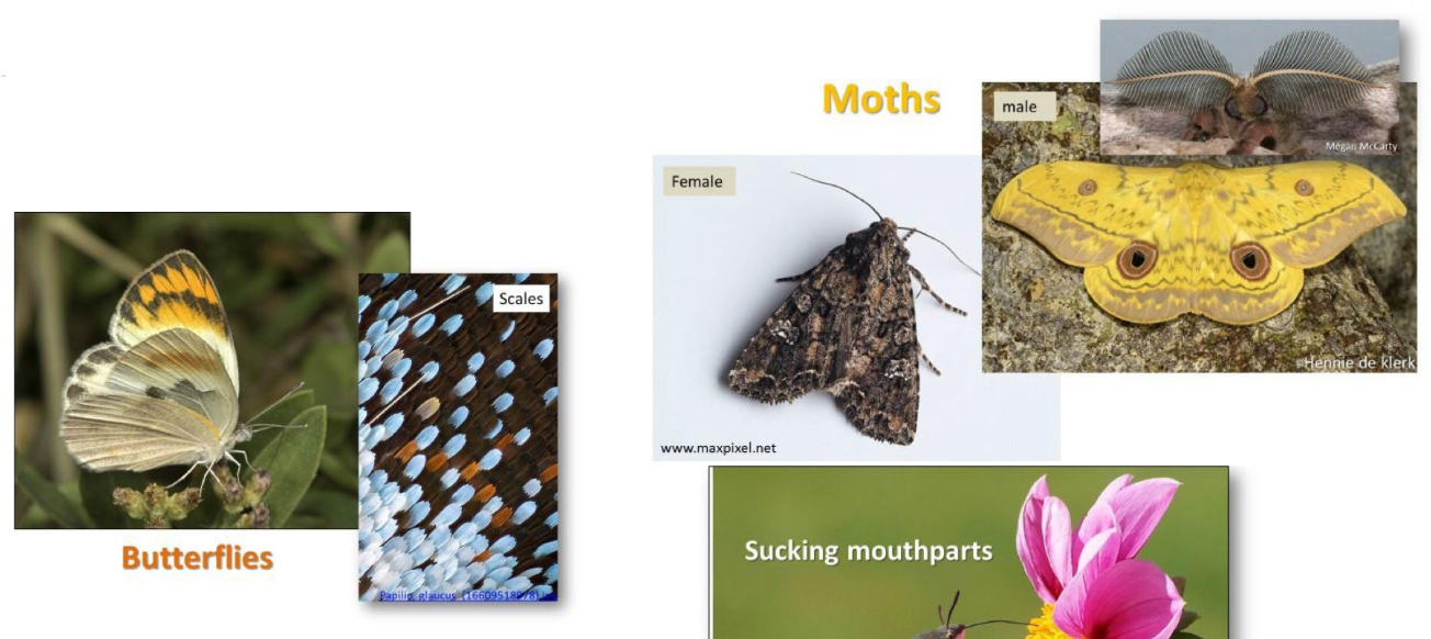 <p>What order do butterflies and moths ( mopani worms )belong to </p>