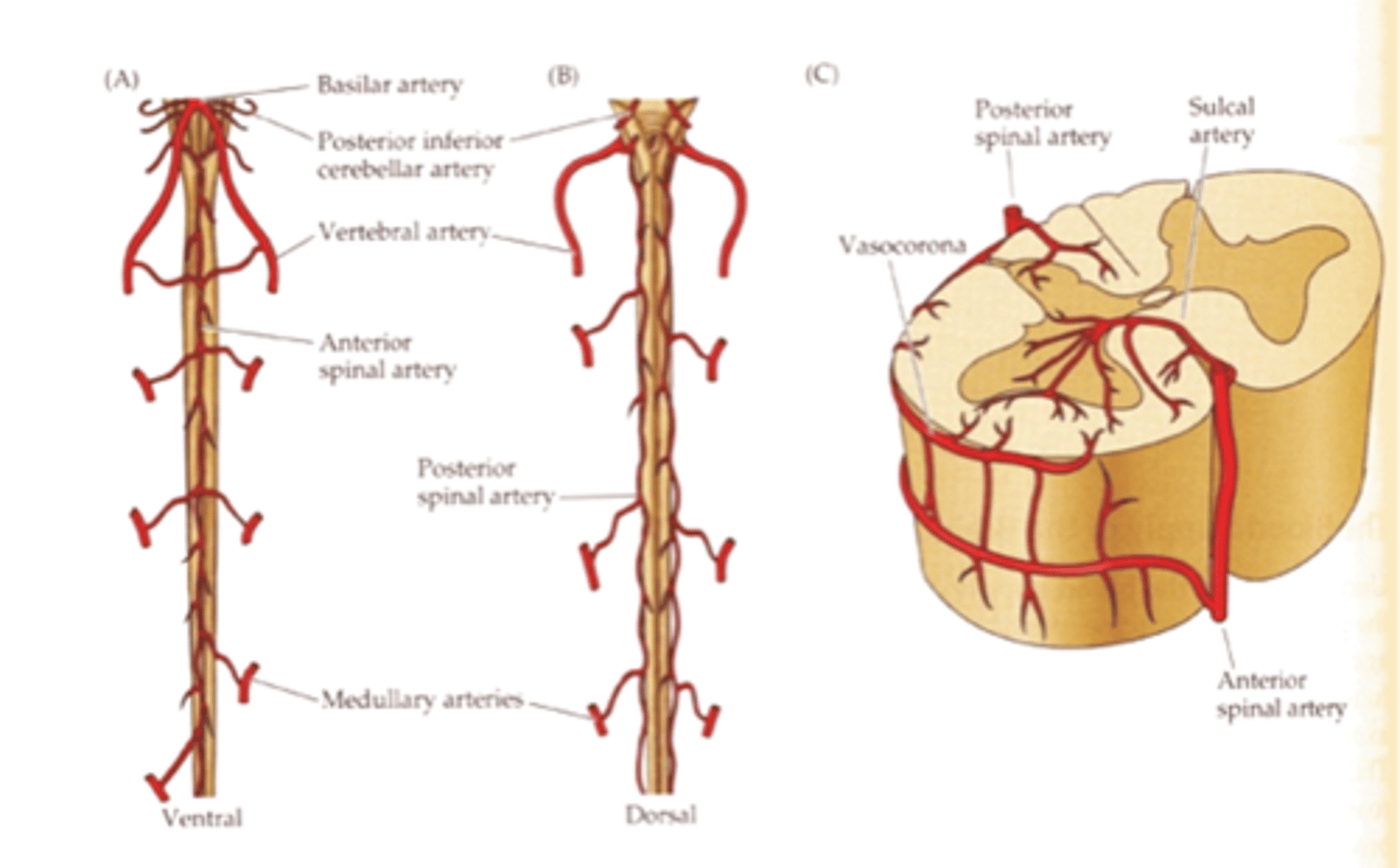 <p>-Dorsal Column System: Posterior Spinal Artery</p><p>-Anterolateral System: Anterior Spinal Artery</p>