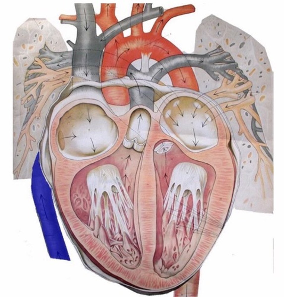 knowt flashcard image