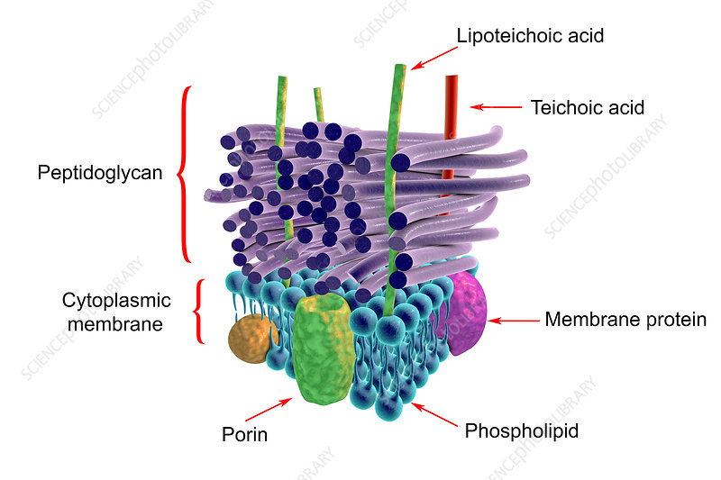 <p>Thick  ell wall with multiple peptidoglycan layers. No outer membrane, periplasmic space, or lipopolysaccarides, They possess long chain teichoic acids intertwined among peptodoglycan</p>