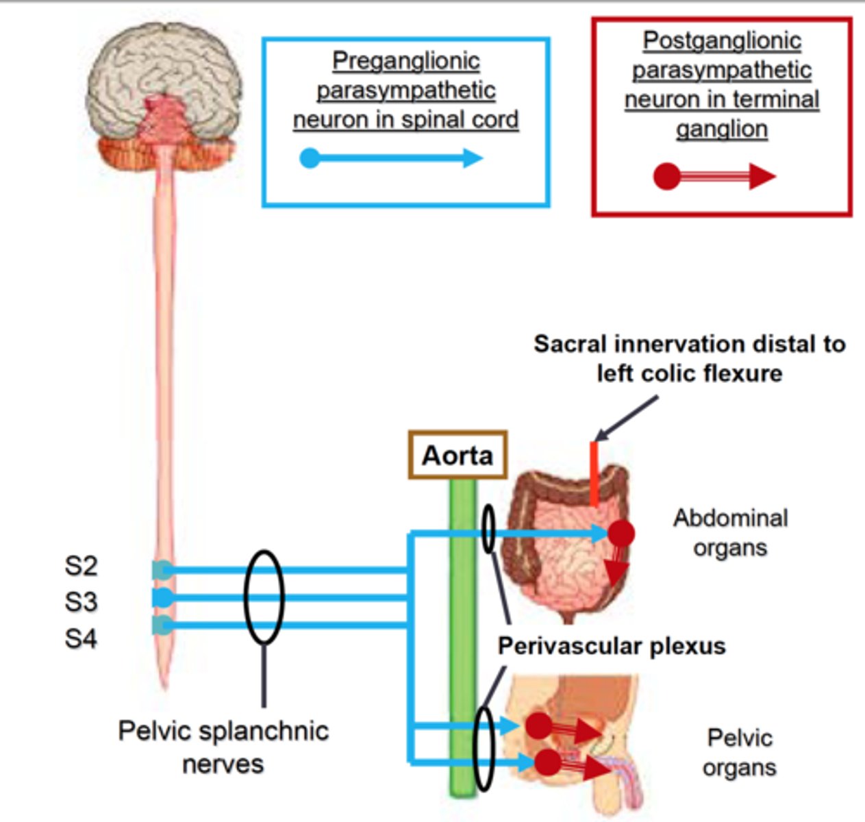 <p>Ganglion close to target organ in parasympathetic.</p>