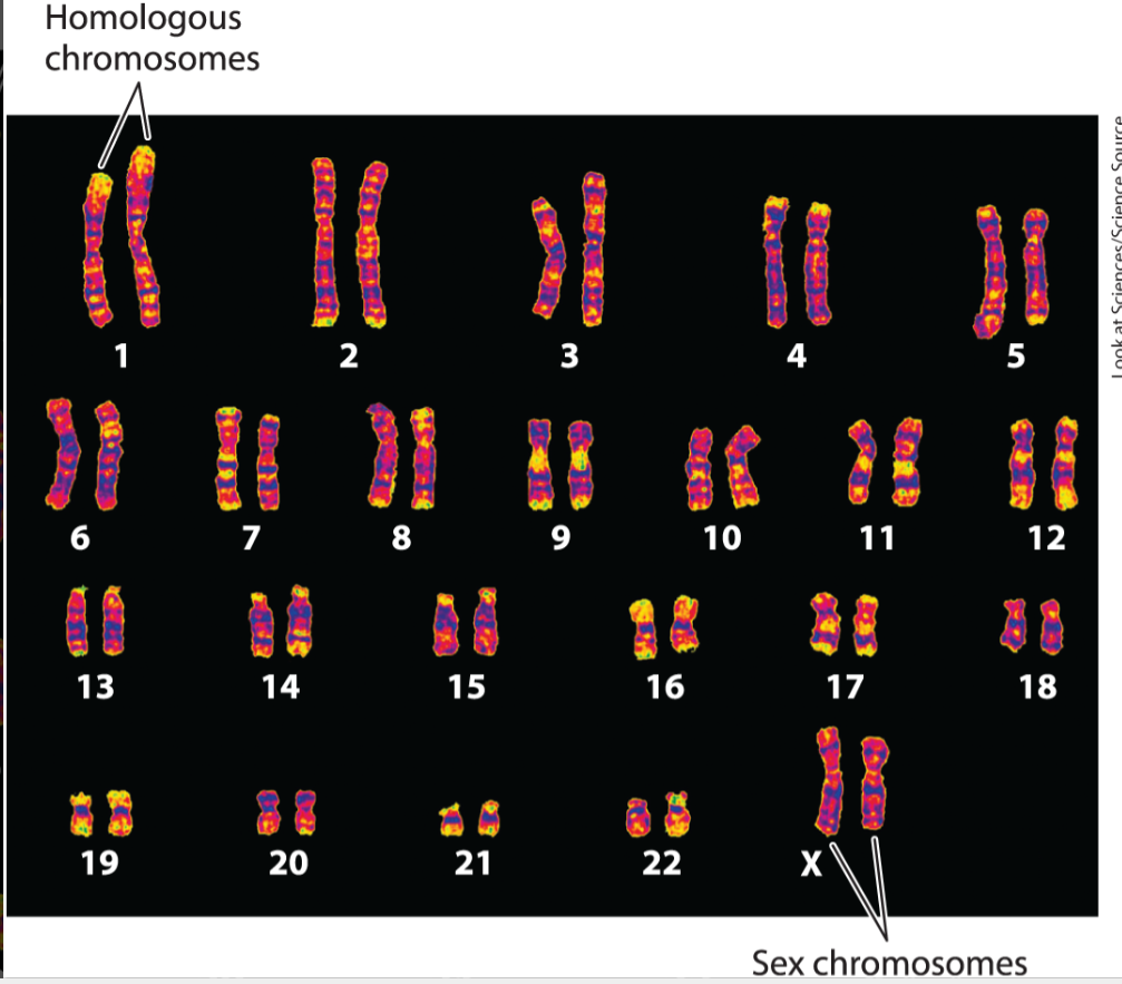<ul><li><p><span><span>A standard arrangement of chromosomes, showing the number and shapes of the chromosomes representative of a species.</span></span></p></li><li><p><span><span>Most cells of the human body has 46 chromosomes (23 pairs).</span></span></p></li><li><p><span><span>There are 22 pairs of homologous chromosomes, 1 pair of sex</span><span><br></span><span>chromosomes.</span></span></p></li><li><p><span><span>Homologous chromosomes carry the same set of genes + match in size and appearance</span></span></p></li><li><p><span><span>One from the mother and one from the father.</span></span></p></li><li><p><span><span>The sex chromosomes are X and Y</span></span></p><ul><li><p><span><span>Two X chromosomes is a female</span></span></p></li><li><p><span><span>An X and a Y chromosome is a male.</span></span></p></li></ul></li></ul><p></p>