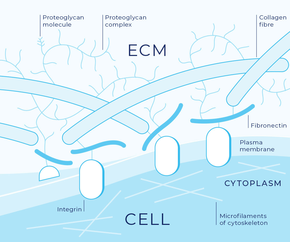 <h2 id="6cd226b9-9dae-42f7-90a6-a08c249c1bc6" data-toc-id="6cd226b9-9dae-42f7-90a6-a08c249c1bc6" collapsed="false" seolevelmigrated="true"><span style="color: rgb(120, 133, 139);"><span>Extracellular Matrix</span></span></h2><ul><li><p>layer of material secreted y region of cell membrane in extracellular matrix</p></li><li><p>formed from insoluble mix of proteins and polysaccharides</p></li><li><p>Two general functions:</p><ul><li><p>act as a supportive & protective material</p></li><li><p>allow for expression of different cell functions</p></li></ul></li></ul><p></p>