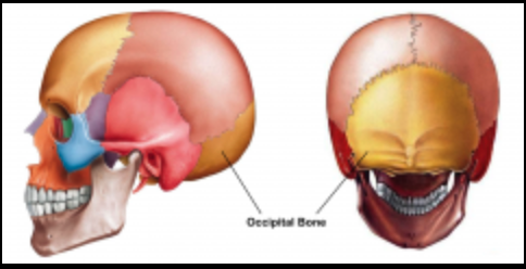 forms the back part of the skull and the base of the cranium 