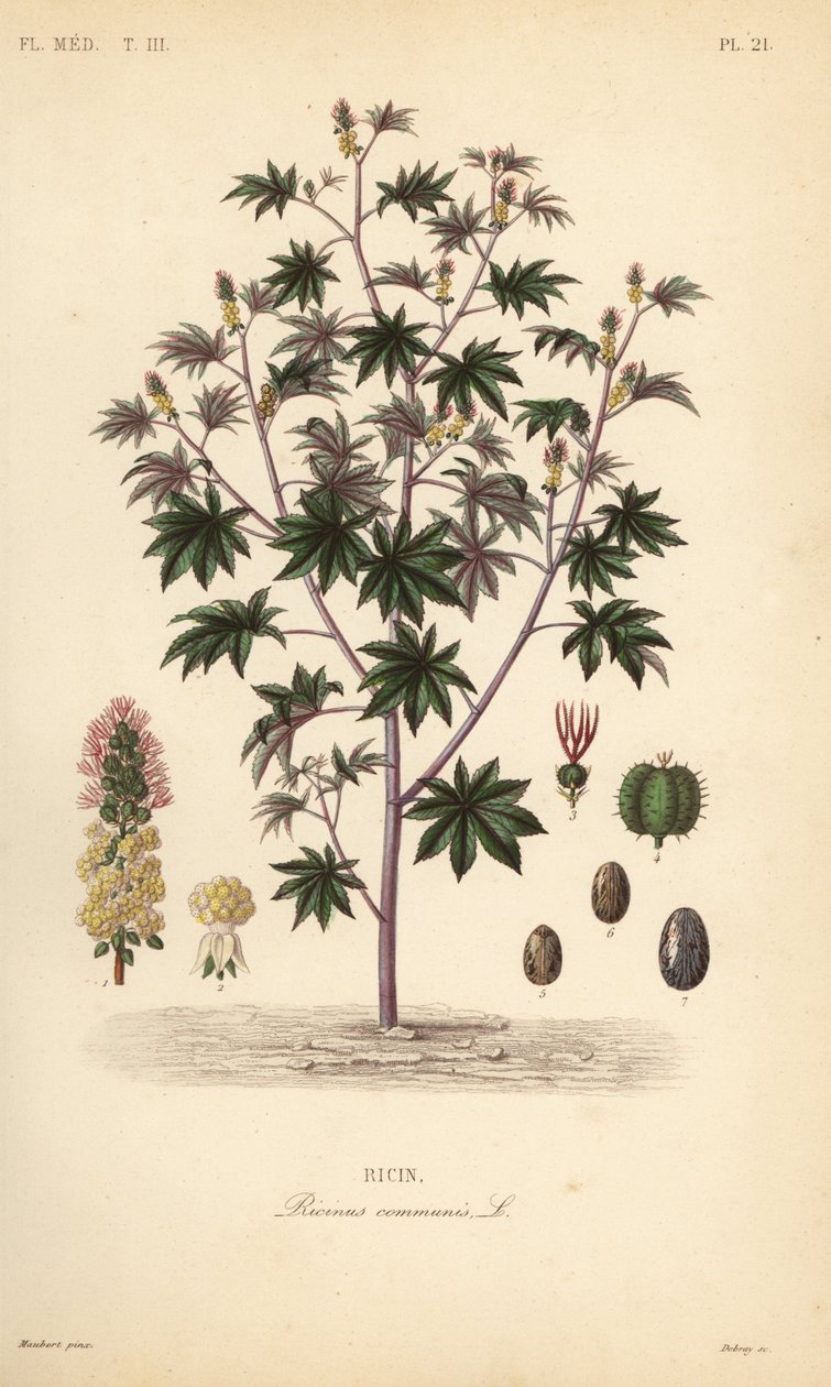 <p>rącznik pospolity</p>