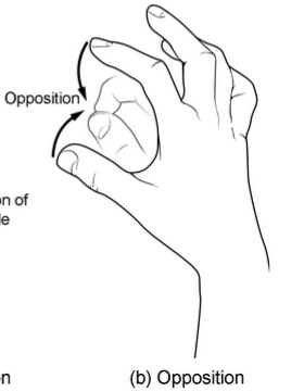 <p>thumb and finger pads join</p>