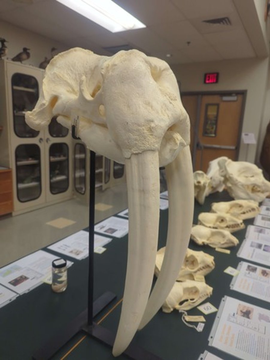 <p>What animal is this? Answer with "Skull" after animal name.</p>