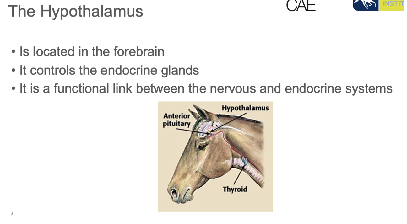 <p>hypothalamus </p>