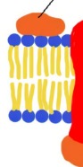 <p>proteins that are not embedded into the lipid bilayer</p><p>- loosely bonded to the surface</p>