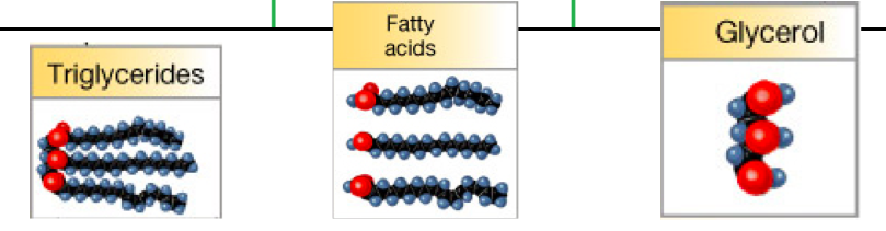 <p>very dense nutrient. the second nutrient to be metabolized, insoluable, creates fatty acid chains attached to glycerol</p>