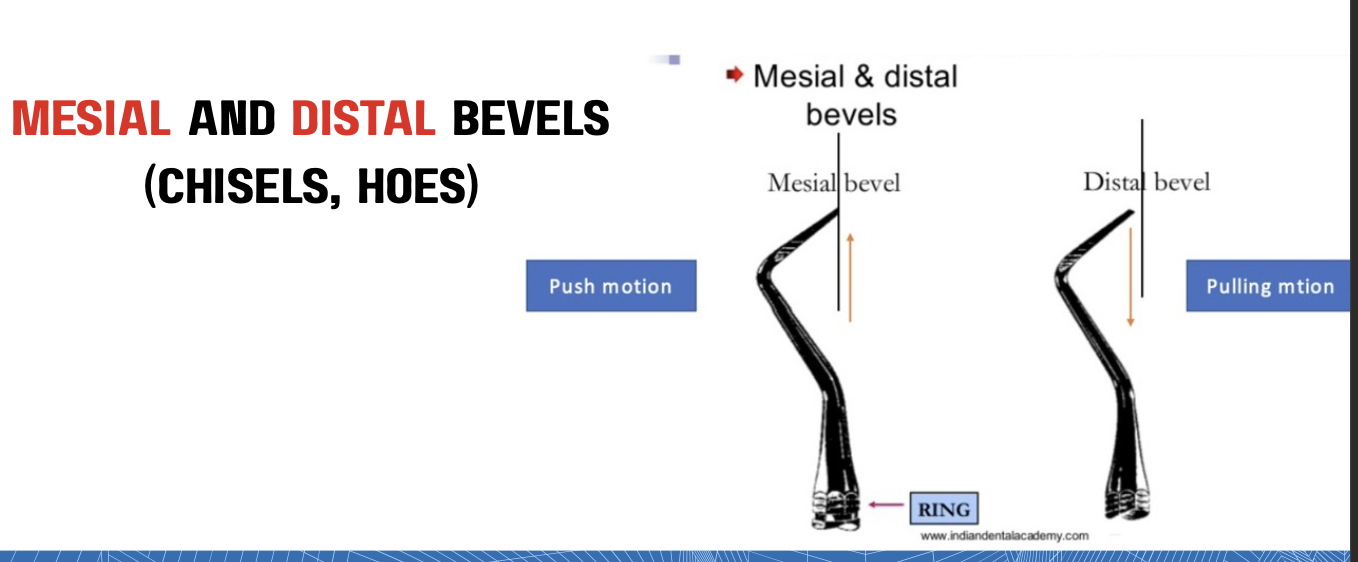 <p>DISTAL BEVEL</p>