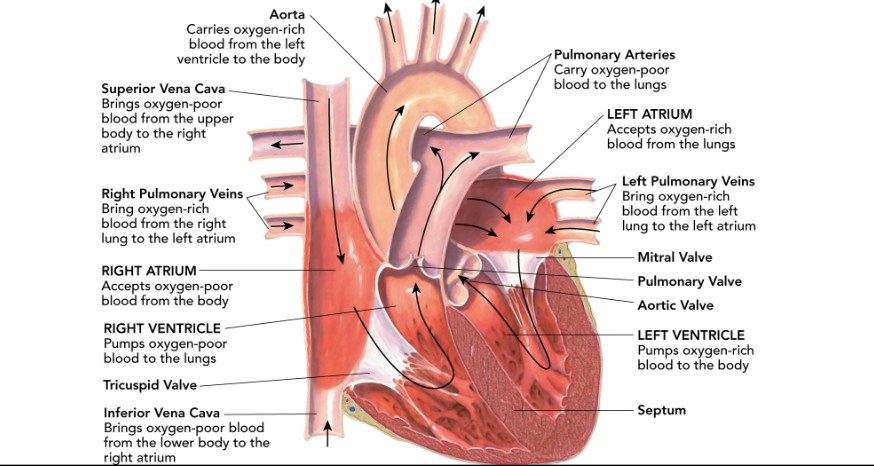 ventricles