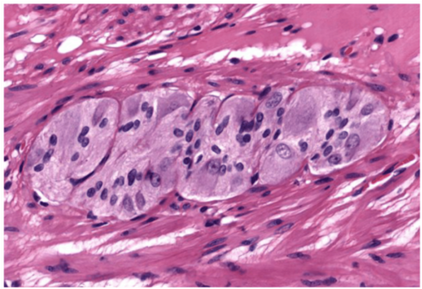 <p>Located near or within target organs.</p>