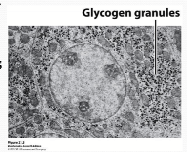 <p>When excess glucose is present, it is stored as glycogen in <strong>cytoplasmic granules</strong> for future energy use.</p>