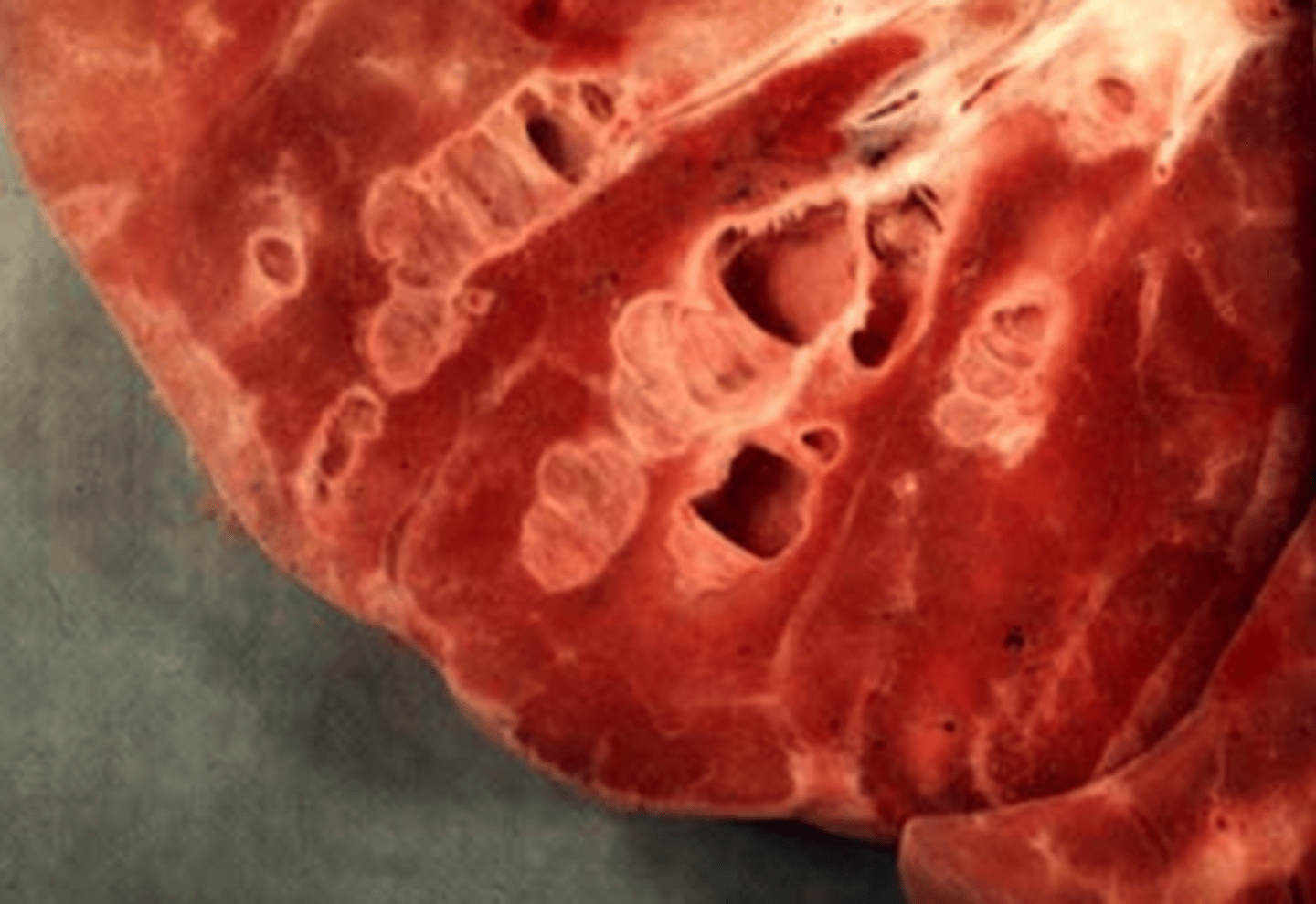 <p>What is this?</p><p>What does it allow for?</p><p>Which predisposes the animal to what?</p>