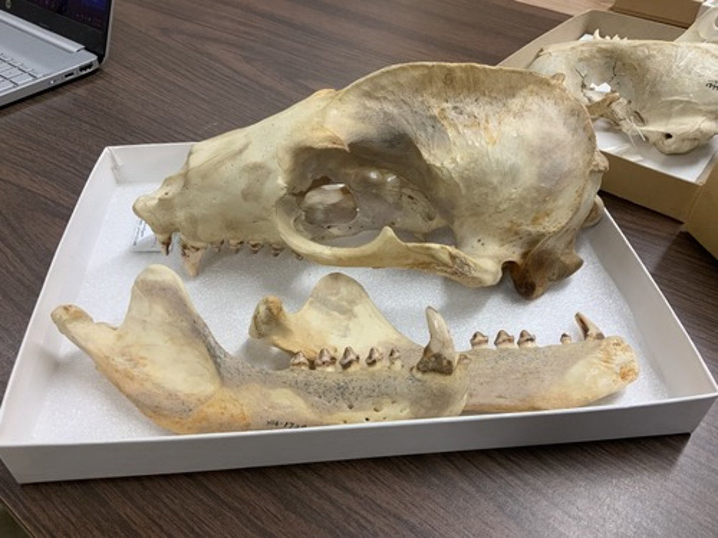 <p>Family, Suborder, Order, Infraclass, Subclass</p><p>-sagittal crest</p><p>-2C/1c</p><p>-mushroom shaped cheek teeth</p>