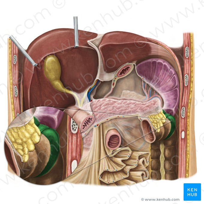 <p>The bend in the large intestine where the transverse colon becomes the descending colon, located on the left side of the abdomen.</p>