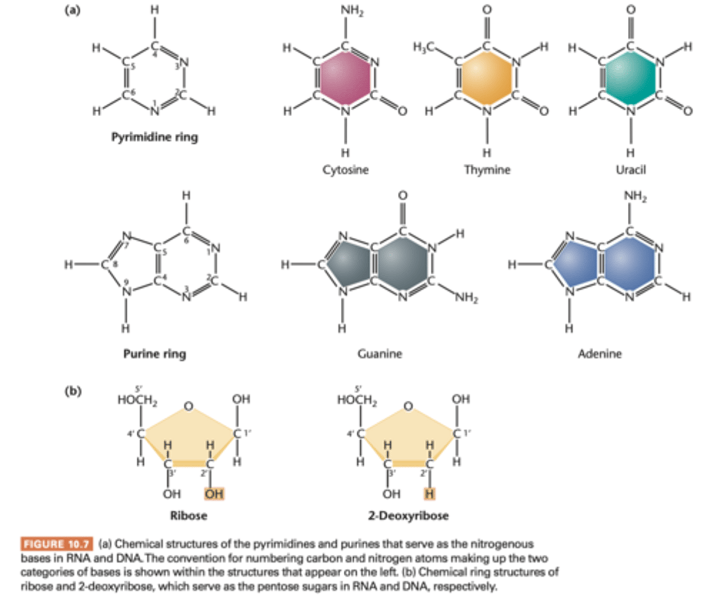 <p>- a nitrogenous base</p><p>- pentose sugar</p><p>- phosphate group</p><p>2 nitrogenous bases: 9 member double ring purine (guanine, adenine) and 6 member single ring pyramidines (cytosine, thymine, and uracil)</p><p>sugars:</p><p>RNA has ribose</p><p>DNA has deoxyribose (absence of hydroxyl grp - 2-deoxyribose)</p>