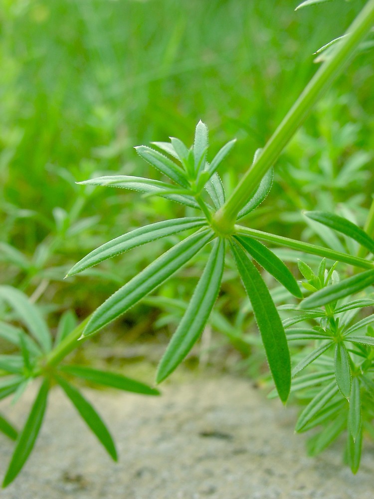 <p>Galium verum</p>