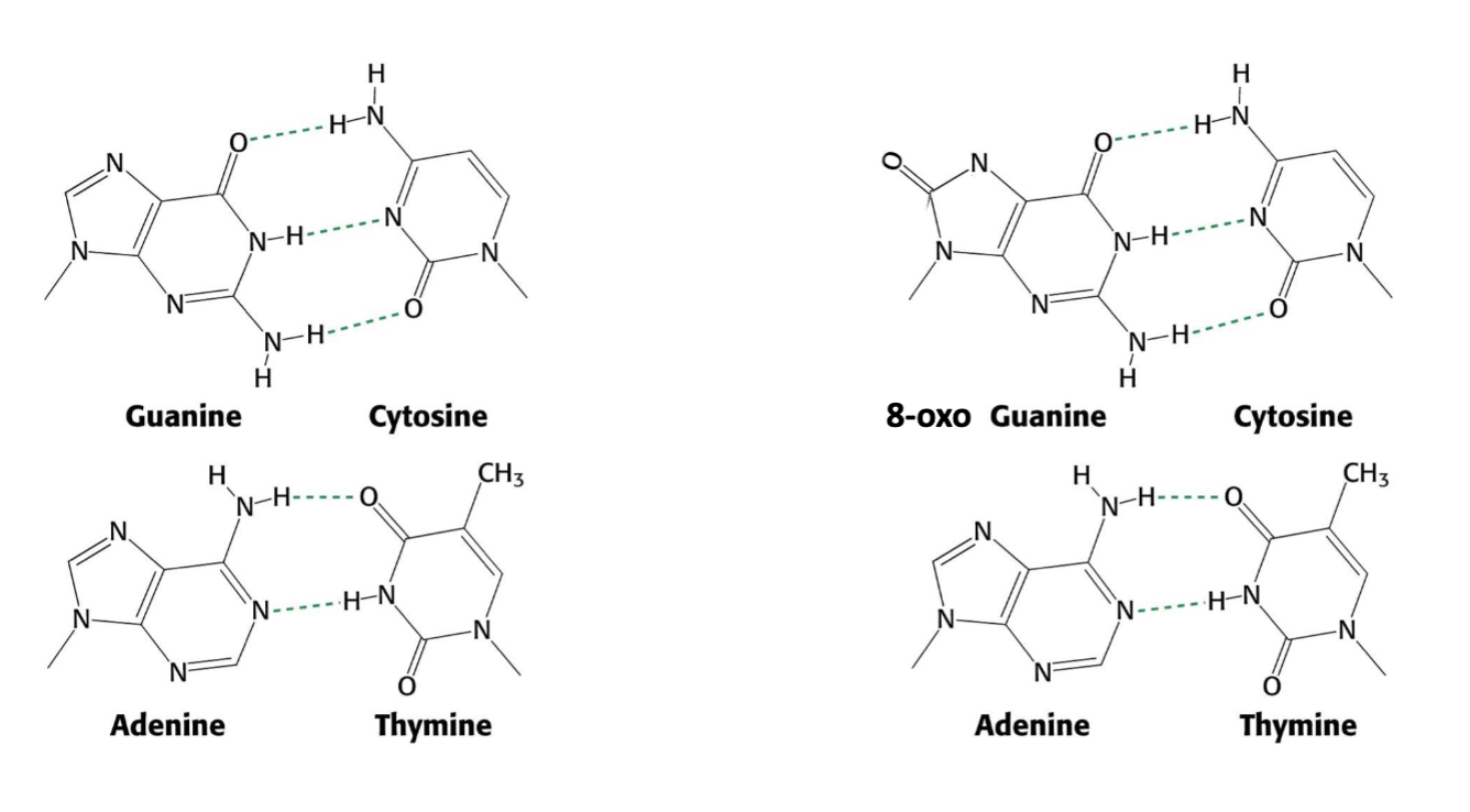 <ul><li><p>2 conformations of base and ribose (syn and anti)</p></li><li><p>anti conformation is usually favored, but new steric clash b/w carbonyl and ribose oxygen now increases Hoogsteen base pairin b/w G and A during replication</p></li><li><p>after a 2nd round of replication, this will generate an AT pair</p></li></ul><p></p>