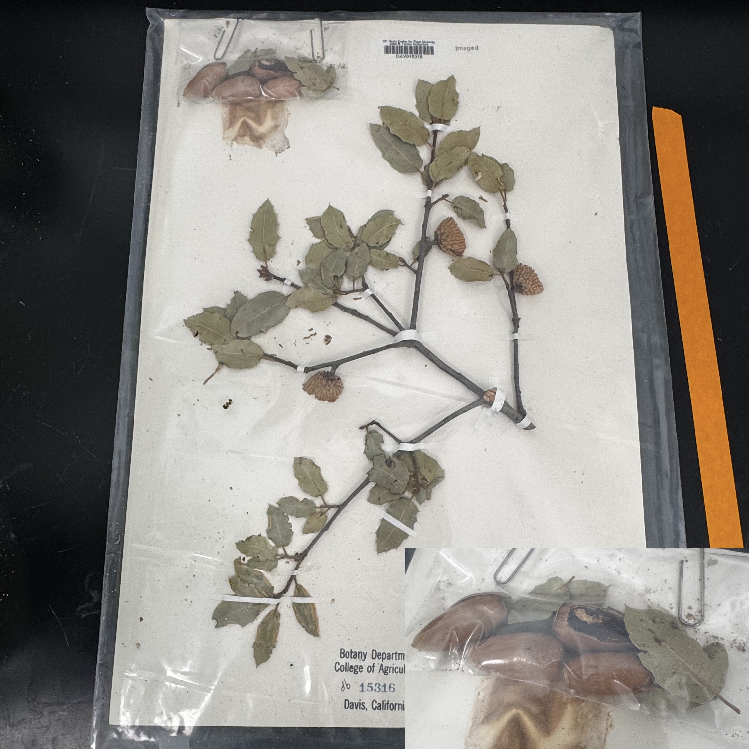 <p>What order, family, and genus?</p>