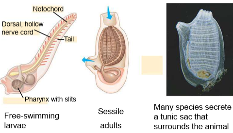 <p>Adults <strong>lose the notochord and tail</strong>.</p>