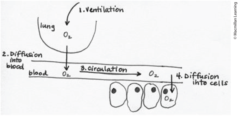 <ol><li><p>Ventilation</p></li><li><p>Diffusion into blood</p></li><li><p>Circulation</p></li><li><p>Diffusion into cells</p></li></ol><p></p>