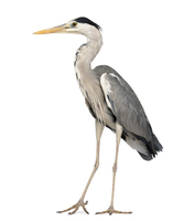 a large bird with long legs, a long neck and grey or white feathers that lives near water (con diệc