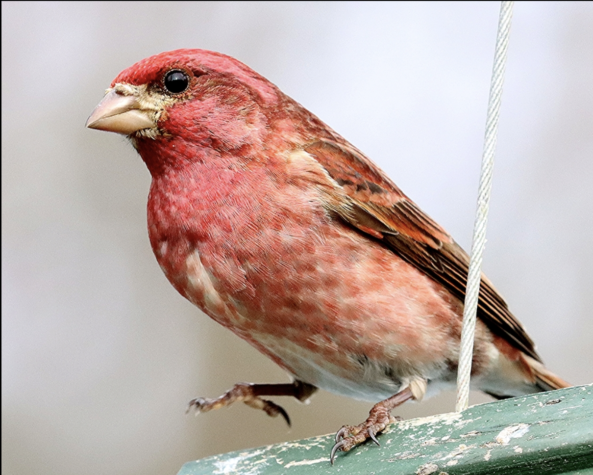 <p>What is this bird?</p>