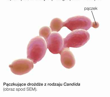 <p></p><ul><li><p>fragmentacji plechy - każdy fragment plechy może dać początek nowej grzybni. Zdolność tę wykorzystuje się np. w hodowli pieczarek</p></li><li><p>pączkowaniu - na komórkach, np. drożdzy, tworzą się drobne wyrostki - pączki - które rosną, po czym odrywają się od komórki macierzystej;</p></li><li><p>rozsiewaniu mitospor - zarodników powstałych w wyniku mitozy. Zarodniki mogą być komórkami  nieruchliwymi - <strong>aplanosporami</strong> - lub ruchliwymi - <strong>zoosporami</strong>. Aplanospory są charakterystyczne dla grzybów lądowych, a zoospory dla grzybów wodnych</p></li></ul><p></p>