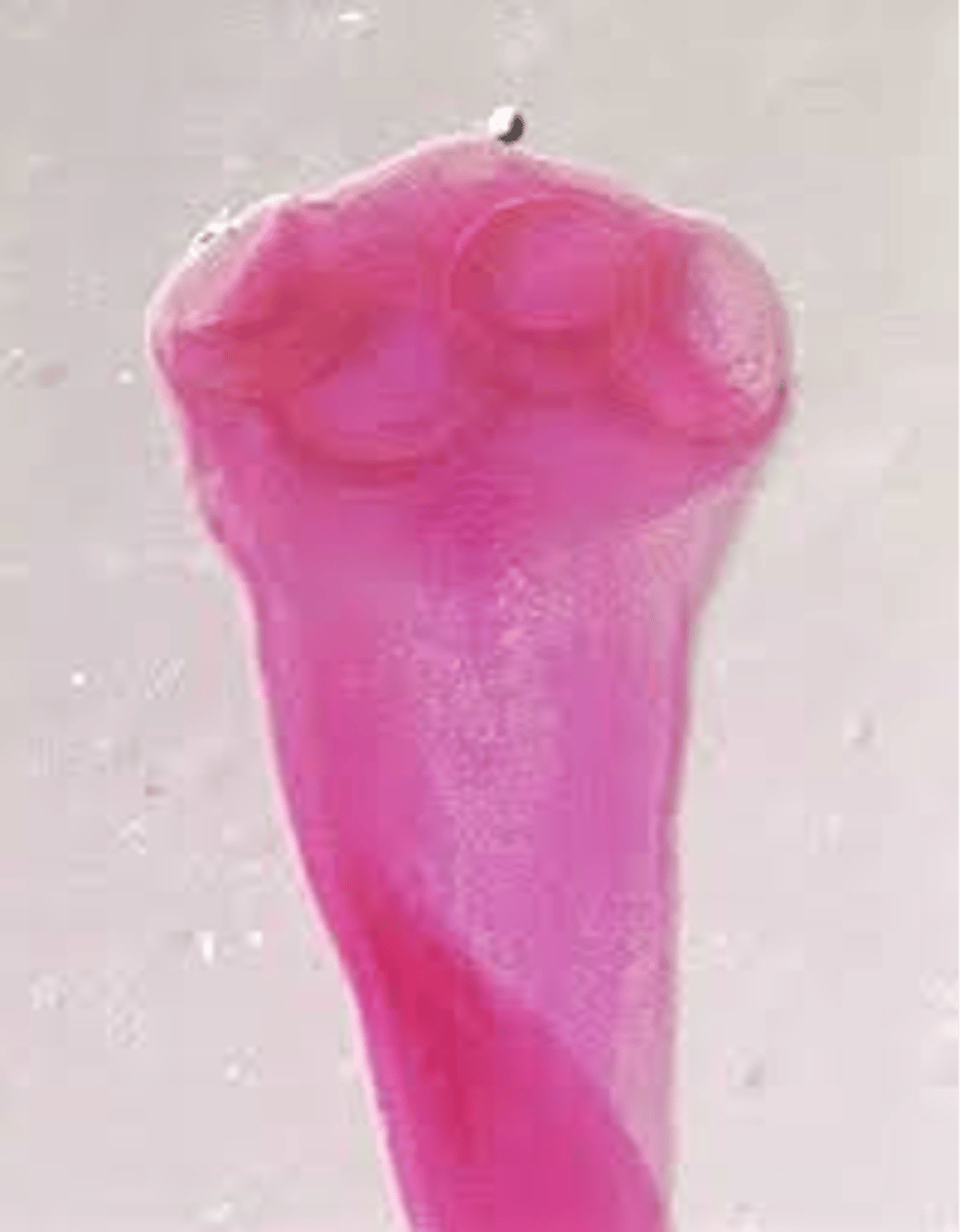 <p>adults are long, scolex only has suckers</p>