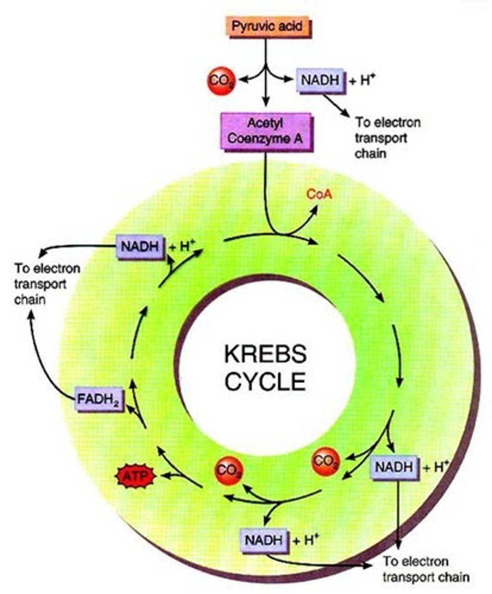 <p>electron carrier produced during the Krebs cycle, reduced to FAD</p>