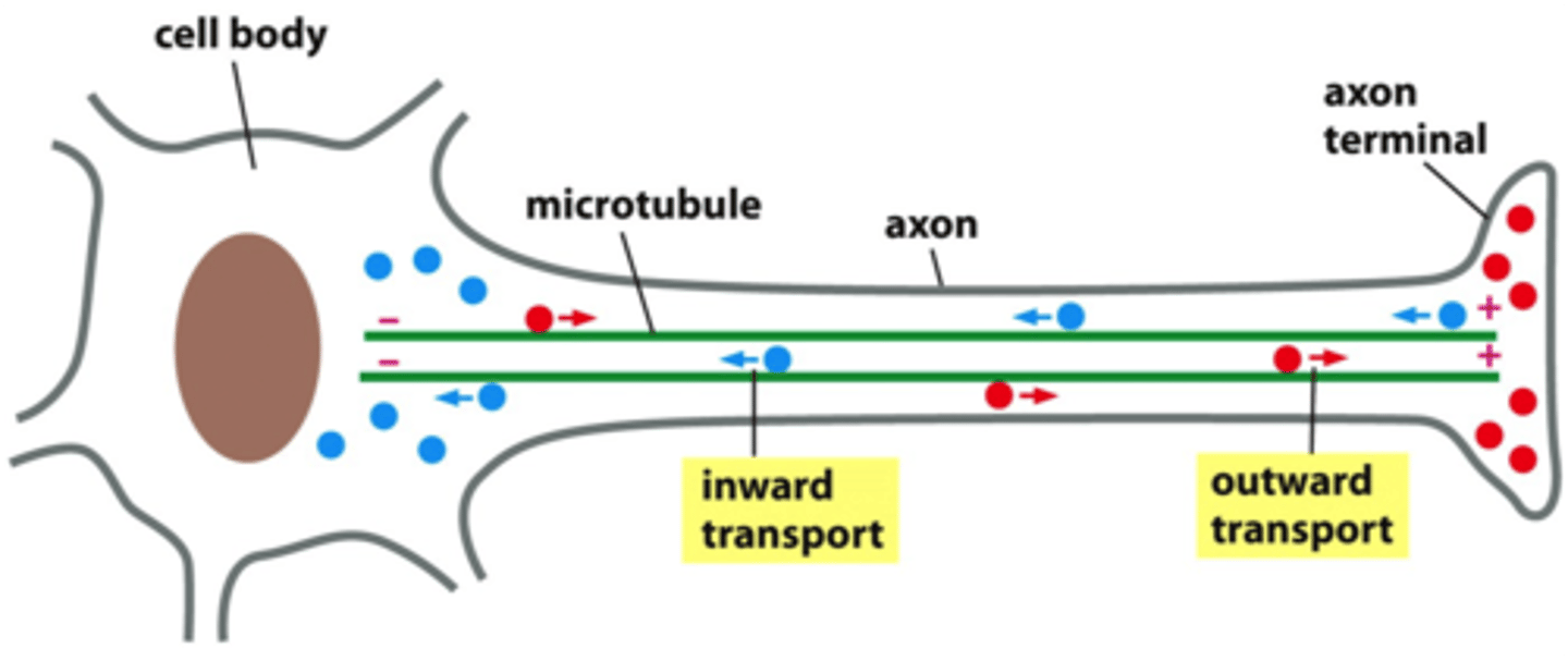 <p>Proteiner och andra molekyler som bildas i en nervcellskropp kan transporteras till t. ex en muskelcell med hjälp av mikrotubuli</p><p>(molekyler kan transporteras i båda riktningarna)</p>