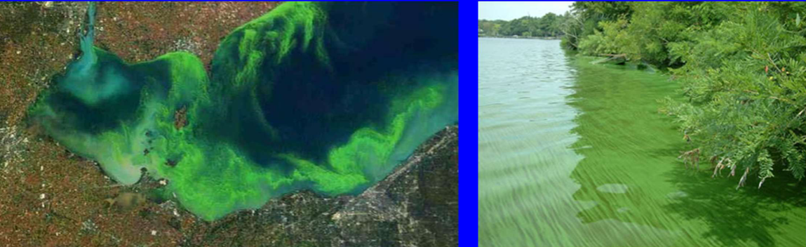 <ul><li><p>Luxury consumption/uptake more P than is necessary to support their next cell cycle</p></li><li><p>Storage as polyphosphate granules</p></li><li><p>Production of enzyme <em>alkaline phosphate (ALP - cells and to exterior environment)</em></p></li></ul><p></p>