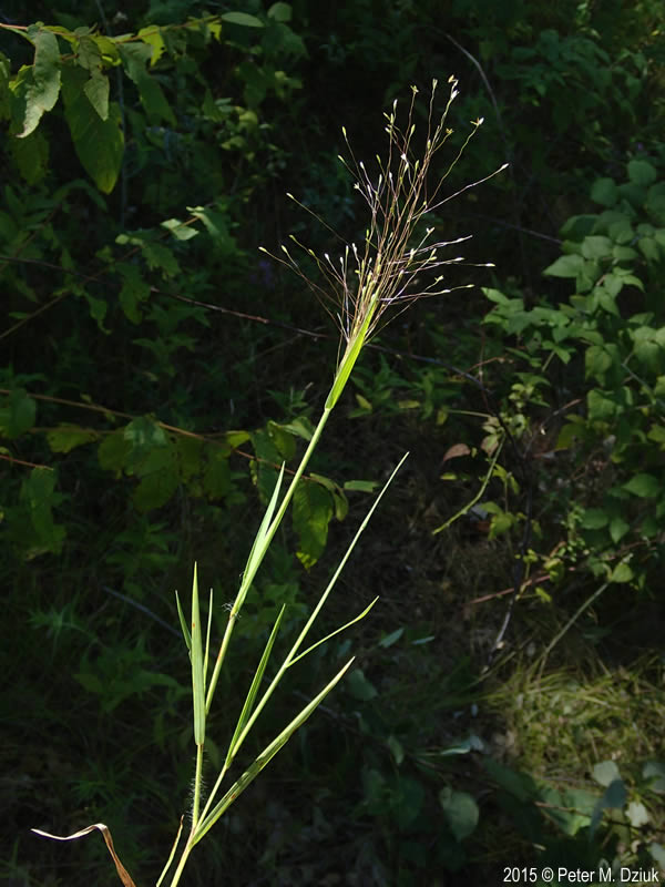 Longevity: Perennial

Season of Growth: Warm

Origin: Native

Economic Value

Wildlife: Fair

Grazing: Fair