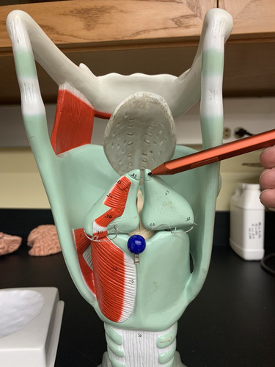 <p>a pair of horn-like pieces of elastic cartilage located at the apex of each arytenoid cartilage</p>