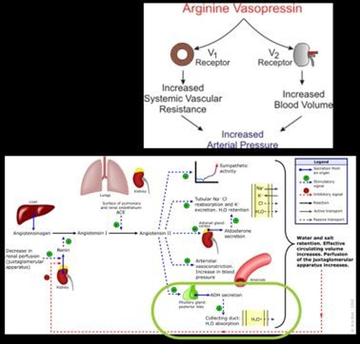 <p>Hormonal system regulating blood pressure and fluid balance.</p>