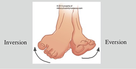 <p>Knee flexion: hamstrings</p><p>Tarsal joint inversion: tibialis posterior, gastronemius, hallucis longus</p><p>Tarsal joint eversion: peroneus longus &amp; brevis, extensor digitorum longus</p>