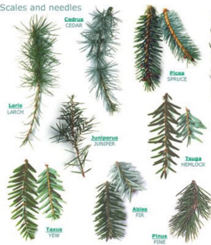 <p>Fir (<em>Abies</em>), Spruce (<em>Picea</em>), Pines (<em>Pinus</em>), Douglas fir (<em>Pseudotsuga</em>)</p>