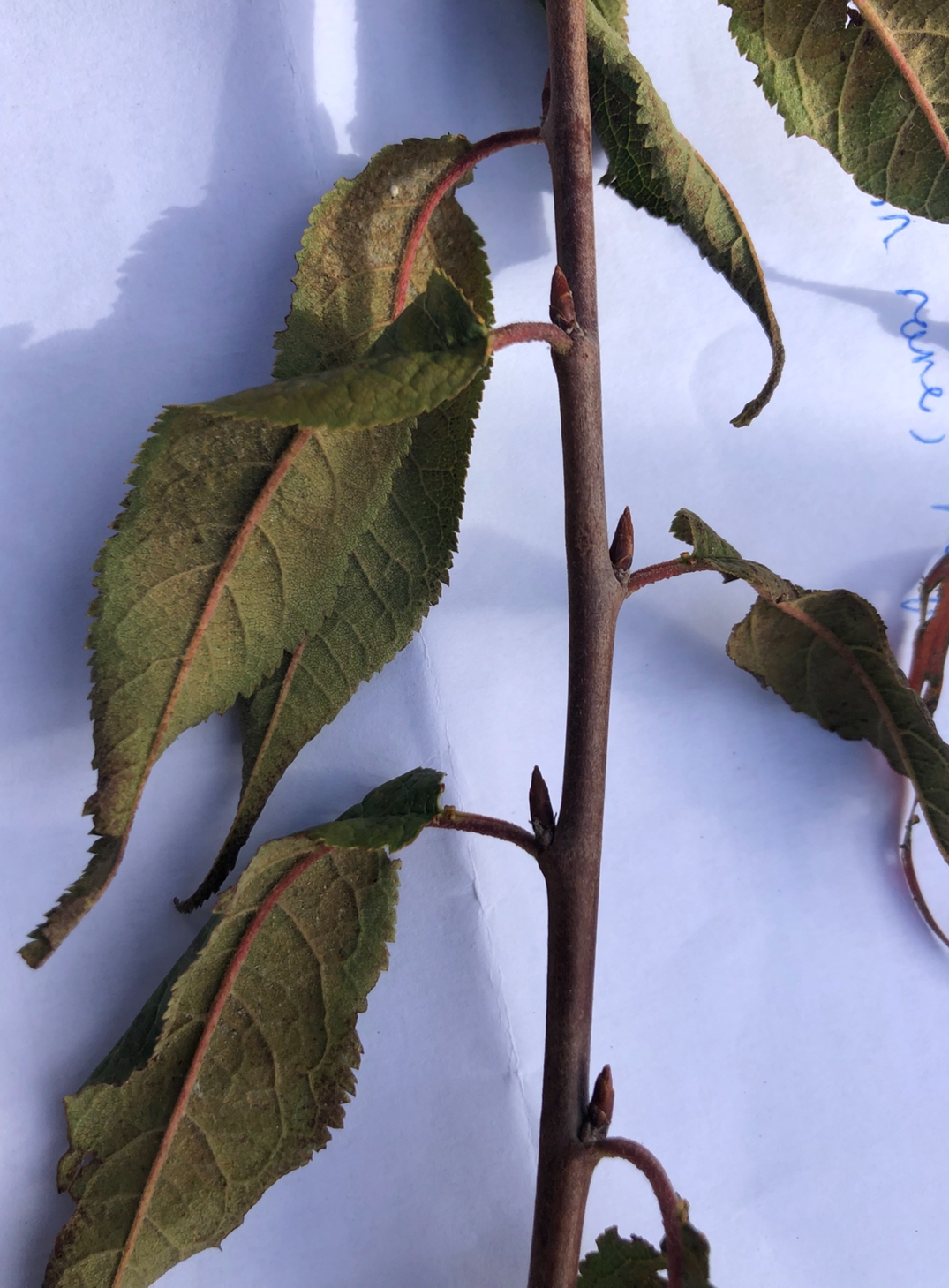 <p>Prunus serrula hardiness&nbsp;</p>
