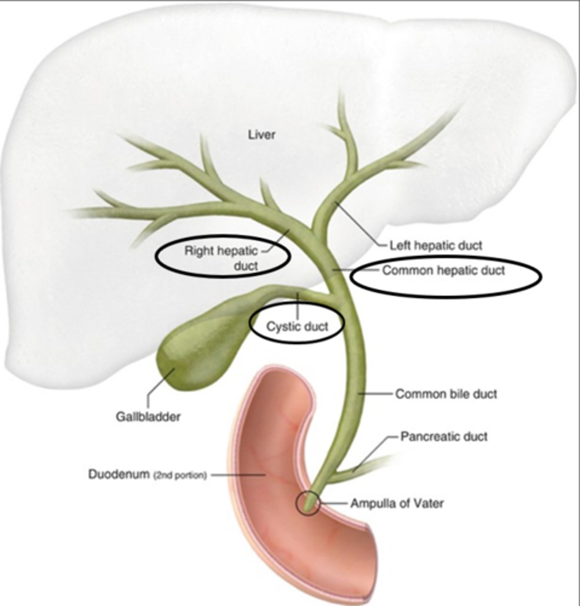 <p>- right and left hepatic ducts</p><p>- CHD</p><p>- cystic duct</p><p>- CBD</p><p>- gallbladder</p>