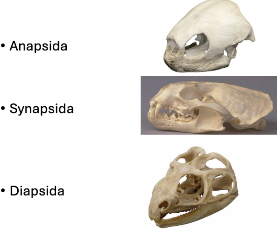 <ul><li><p>anapsida- no fenestrations, ex: turtles</p></li><li><p>synapsida- 1 fenestration, ex: humans</p></li><li><p>diapsida- 2 fenestrations, ex: reptilia&nbsp;</p></li></ul><p></p>