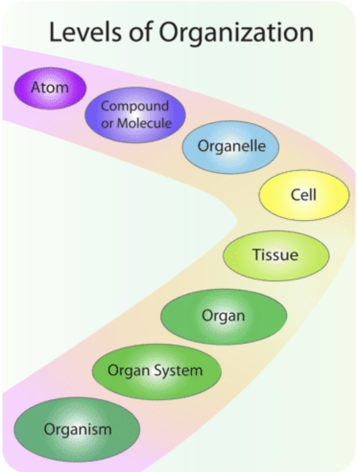 
1. Atom
2. Molecule
3. Macromolecule
4. Cell 
5. Tissue
6. Organ 
7. Organ System
8. Whole Organism