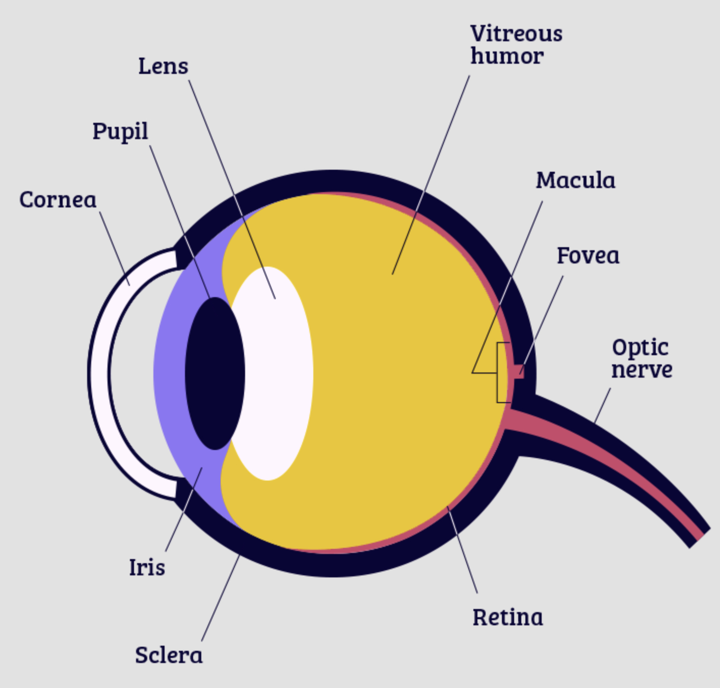 <p>Retina</p>