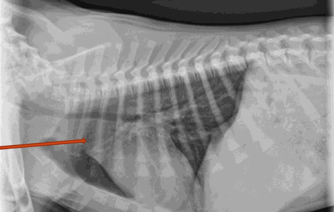 <p>What is the arrow pointing to? </p>