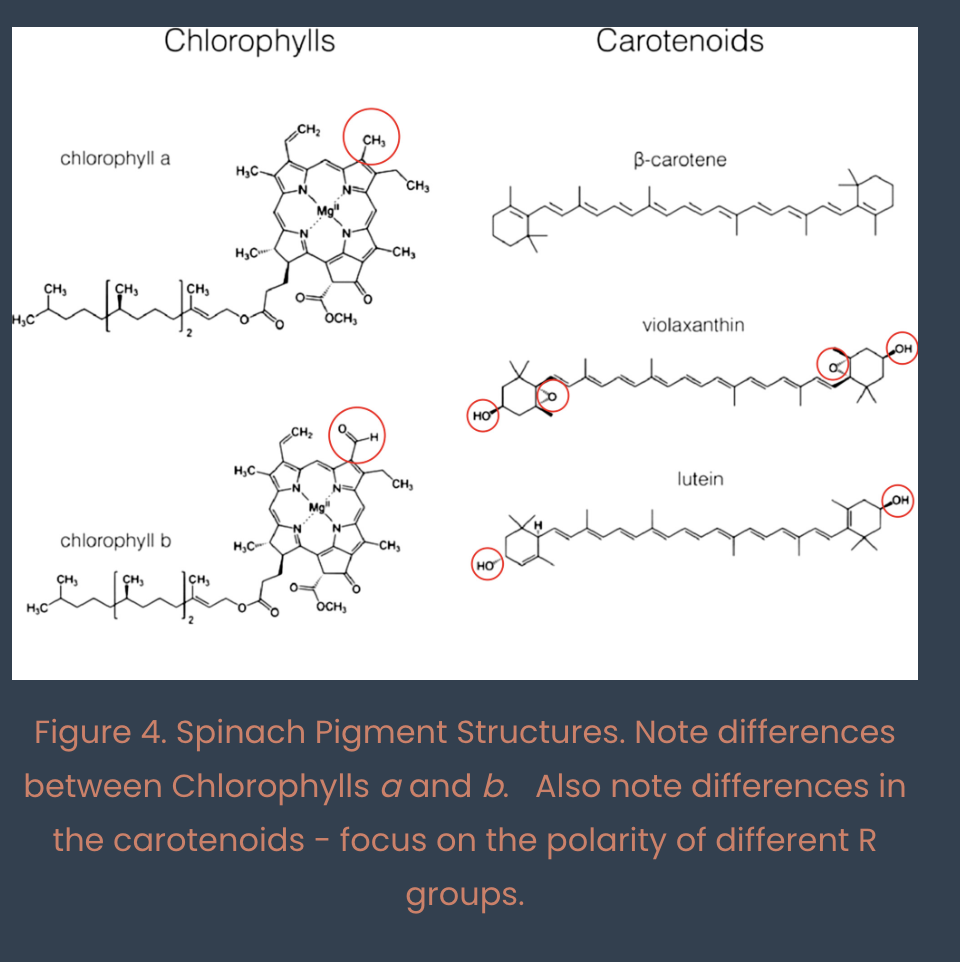<p>pigments partition betwen hydrophilic paper and hydrophobic developing solvent</p><ul><li><p>polar pigments migrate a SHORTER distance </p></li><li><p>hydrophobic pigments migrate a FARTHER distance</p></li><li><p>bottom to top (polar to nonpolar) : Chl b, Chl a, carotenoids, carotene</p></li></ul><p></p>