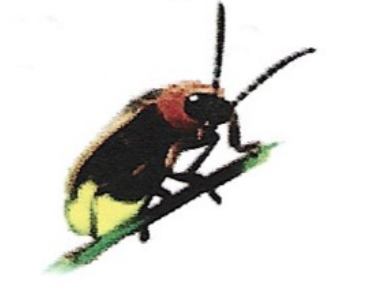 <p>ఇది ఏమిటి?</p>