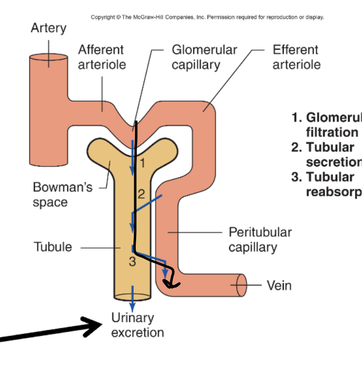 <p>B. From nephron into the blood</p>