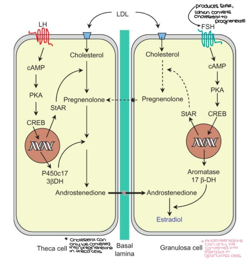 <ol><li><p>G⍺s, CREB</p></li><li><p>granulosa, pregnenelone, theca, androstendione</p></li><li><p>basal lamina, estradiol </p></li></ol><p></p>